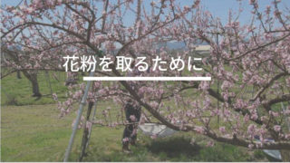 桃の花を取る
