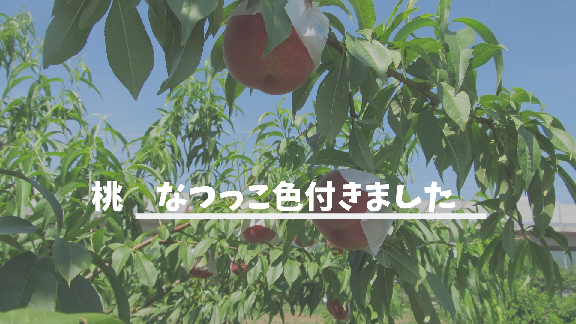 桃なつっこそろそろ収穫できるか？｜長野県の桃、品種、販売、ギフト